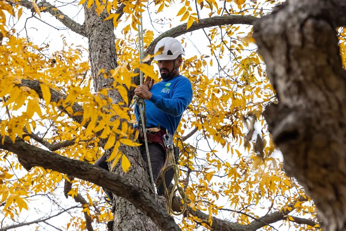 Skilled Dead Tree Removal crew working in Hitchcock
